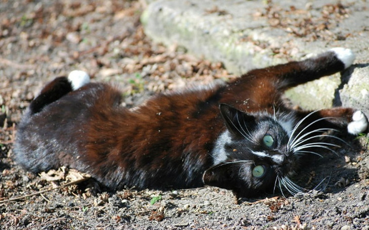 Zbiórka Wspomóżmy koty wolno żyjące - zdjęcie główne