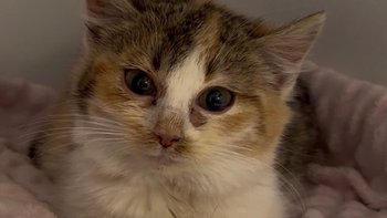 Zbiórka Dla Ignis - miniaturka zdjęcia