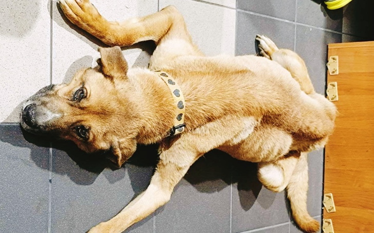 Zbiórka Żywy szkielet.. - zdjęcie główne