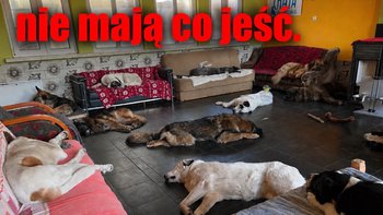 Zbiórka Nie mają co jeść - miniaturka zdjęcia