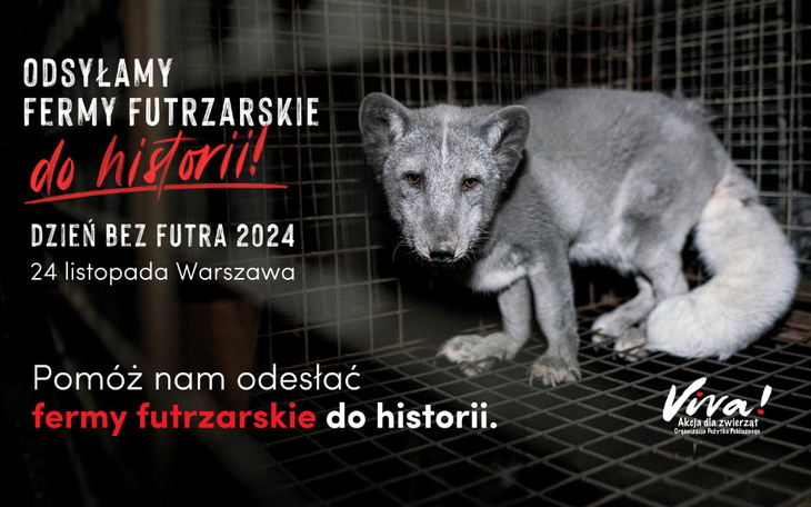 Zbiórka Wesprzyj Dzień Bez Futra - zdjęcie główne