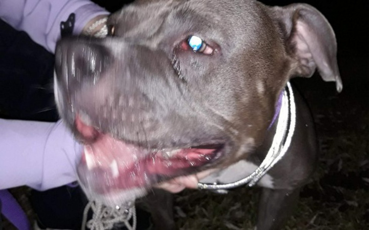 Zbiórka Pomoc dla Buli! - zdjęcie główne