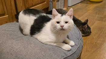 Zbiórka Uratujmy kociarnie bezdomniaków - miniaturka zdjęcia