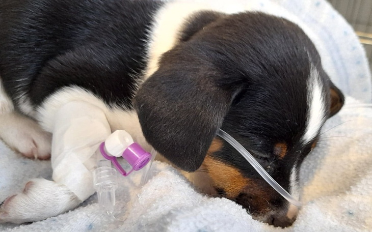 Zbiórka Walka maleńkiej Fifi... - zdjęcie główne