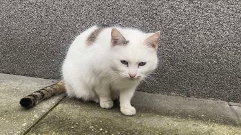 Zbiórka Porzucona kotka pod blokiem - miniaturka zdjęcia