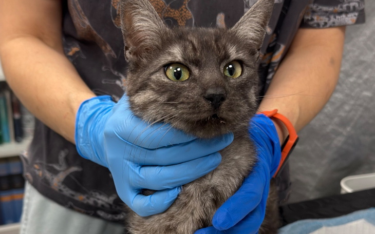 Kot w rękach weterynarza, wygląda na zaniepokojonego.