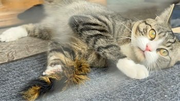 Zbiórka Na opłaty za Zenka 😻 - miniaturka zdjęcia