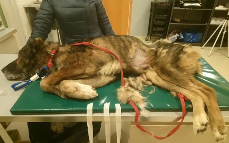 Zbiórka Interwencje! Łańcuch!! Polska :/ - zdjęcie główne