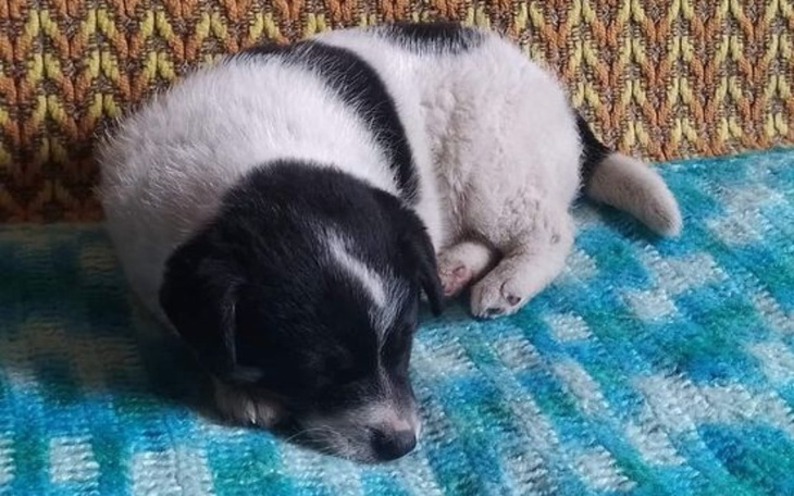 Zbiórka Szczeniak wyrzucony w rowie - zdjęcie główne