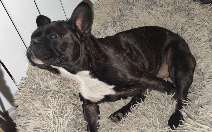 Czarny buldog francuski leżący na miękkim posłaniu.