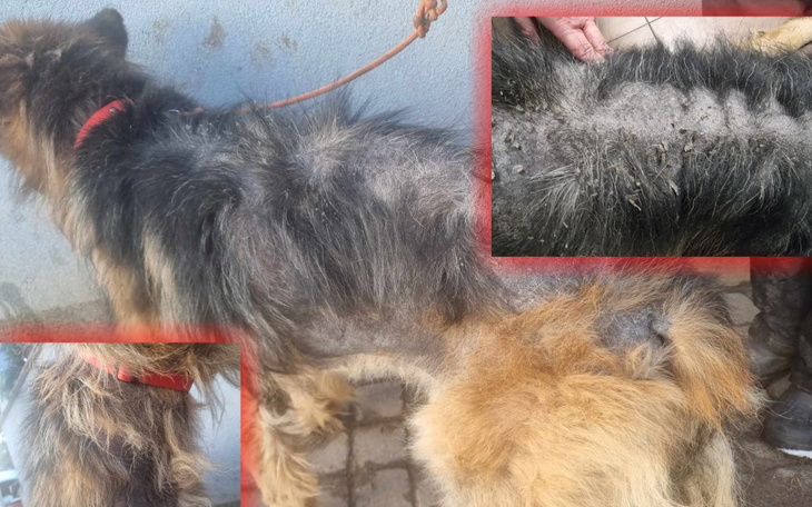 Pies z wyłysieniem, wymaga leczenia i opieki.