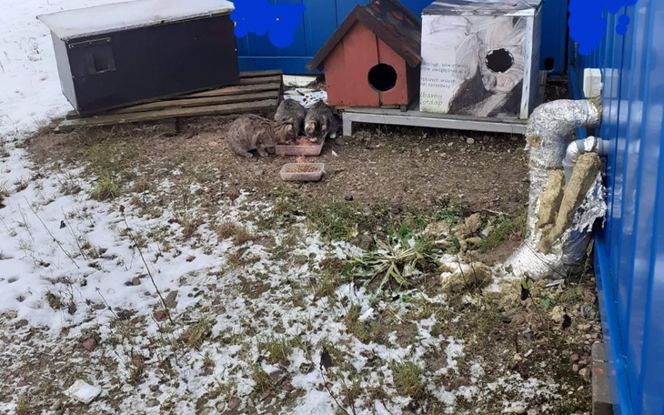 Zbiórka Koty na budowie - zdjęcie główne