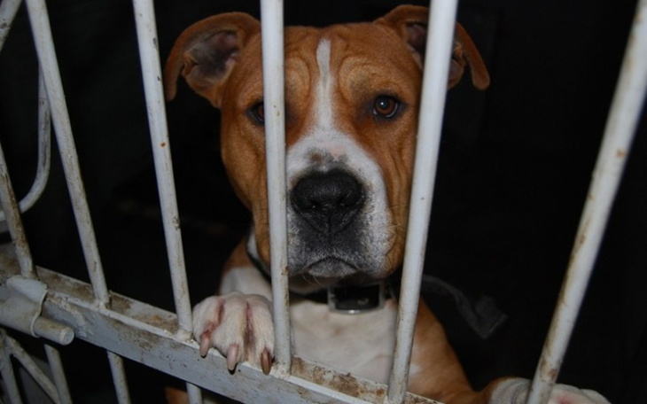 Zbiórka Dla bezdomnych zwierzaków - zdjęcie główne