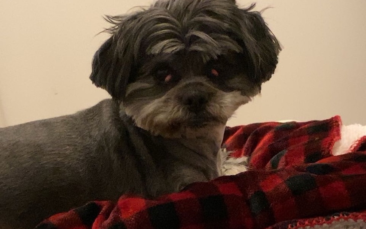 Zbiórka Operacja na oczy Pusi pomóż - zdjęcie główne