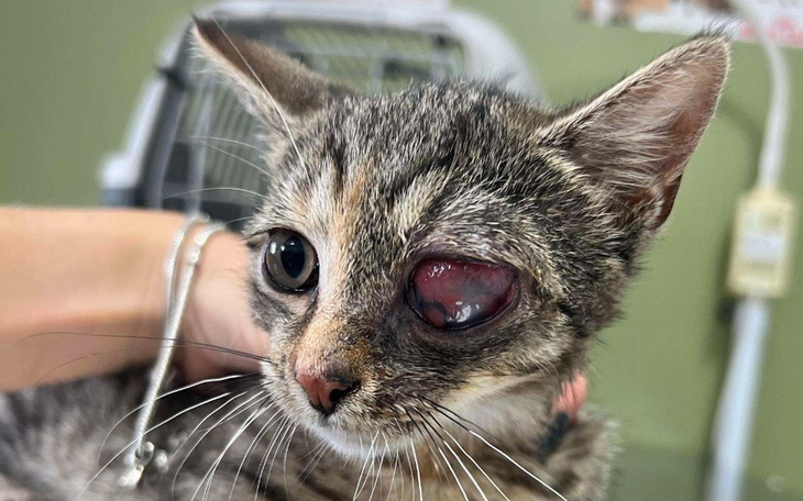 Zbiórka Na leczenie Pesteczki - zdjęcie główne