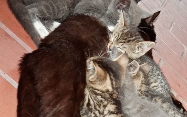 Zbiórka Na zwierzaki z Przylądka - zdjęcie główne