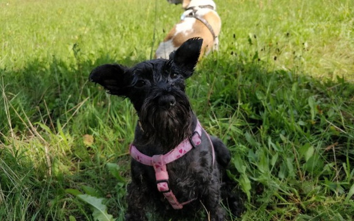 Zbiórka Misia - sznaucer w potrzebie - zdjęcie główne