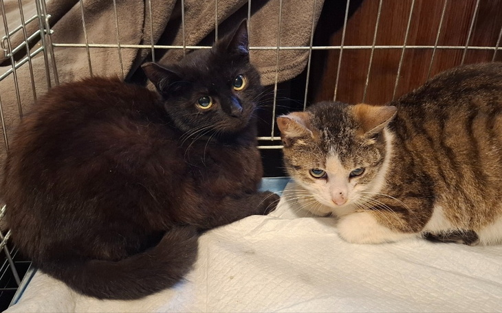 Dwa koty w klatce, jeden czarny, drugi pręgowany.