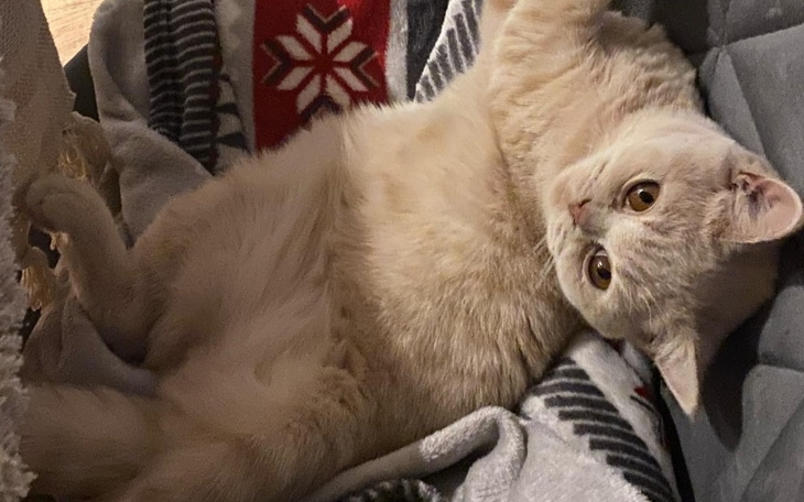 Kot leżący na kanapie, zrelaksowany i wesoły.