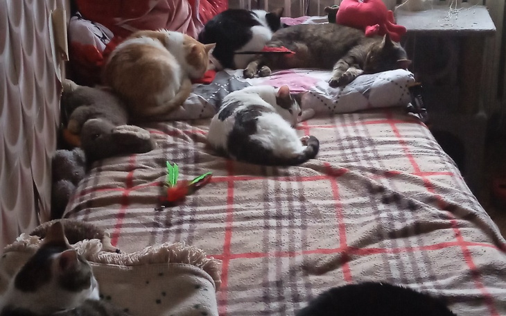 Zbiórka Na karmę dla kotów moich oraz wo - zdjęcie główne