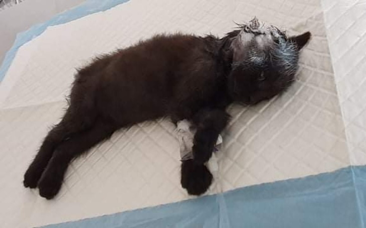 Zbiórka nie szczęście kocie - zdjęcie główne