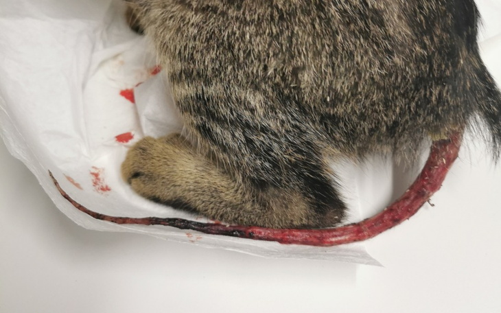 Zbiórka Kot z oskaplowanym ogonem - zdjęcie główne