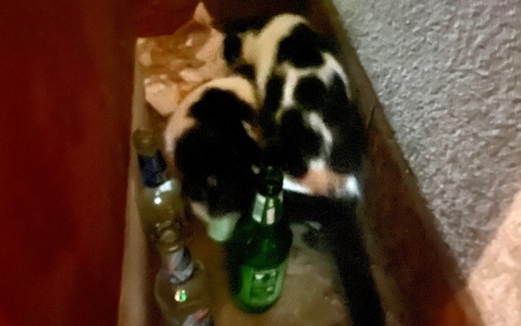 Dwa koty w ciemnym miejscu obok butelek.