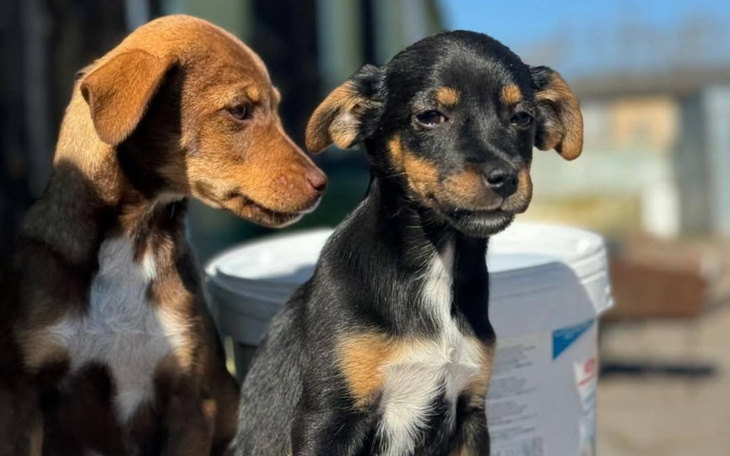 Dwa szczeniaki w słonecznym otoczeniu.