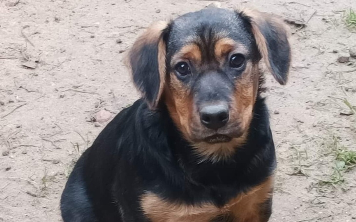 Zbiórka Koci life i pieskie życie - zdjęcie główne