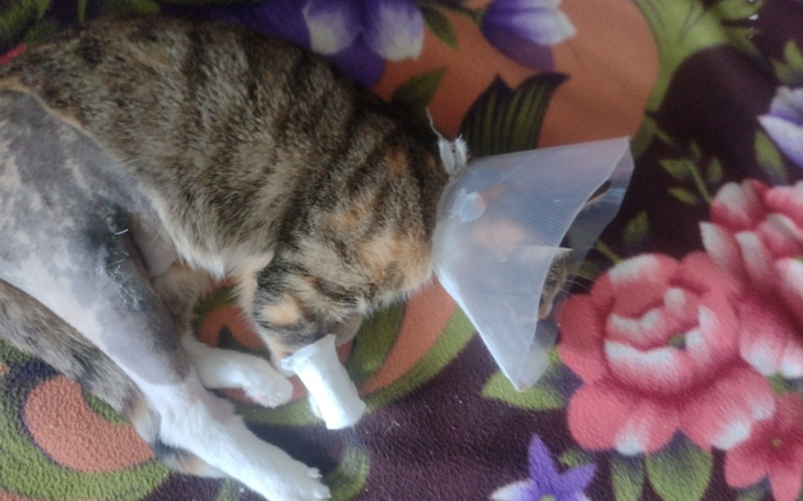 Zbiórka Operacja kotki Lucy - zdjęcie główne