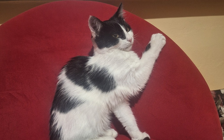 Zbiórka Pomóż mi uratować życie mojego k - zdjęcie główne