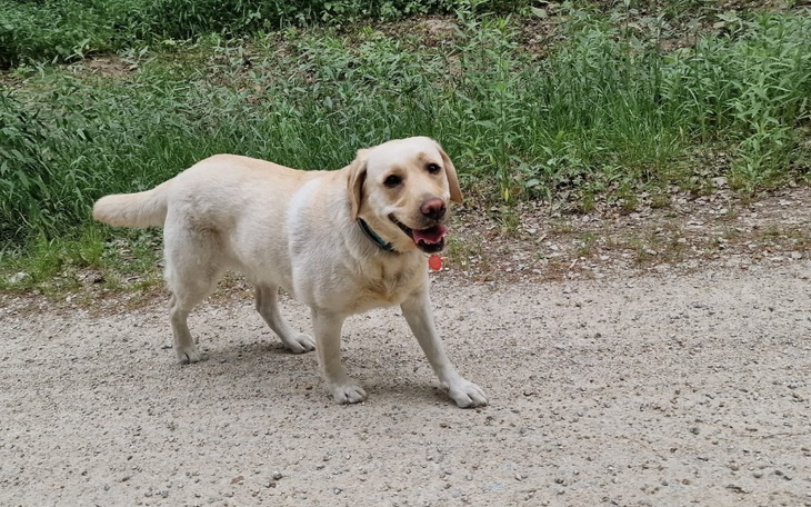 Zbiórka Wakacje z psem - zdjęcie główne