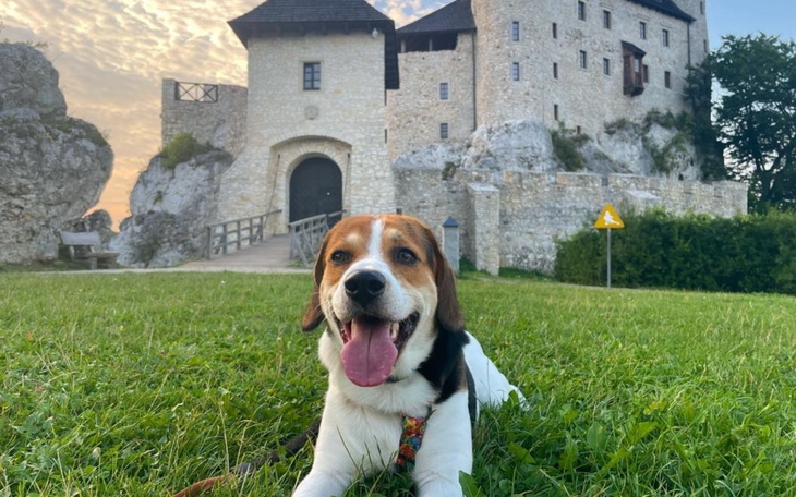 Pies rasy beagle leży na trawie przed zamkiem.