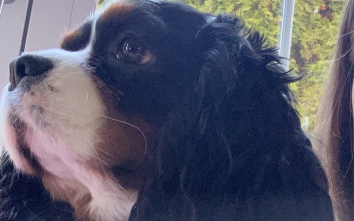 Cavalier King Charles Spaniel z bliska.