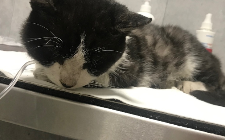 Zbiórka Pomóżmy Gackowi wygrać życie - zdjęcie główne