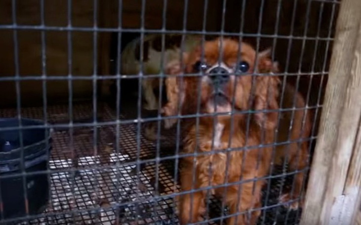 Zbiórka Szczeniaki w schronisku - zdjęcie główne