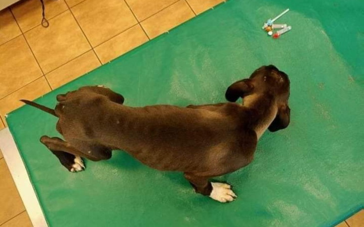 Zbiórka Potrzeby dla schroniska azyl - zdjęcie główne