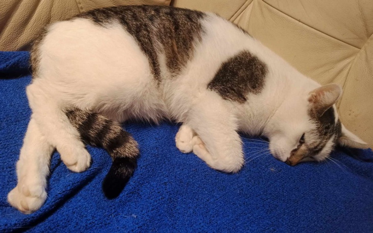 Zbiórka Shiro potrzebuje pilnej pomocy - zdjęcie główne