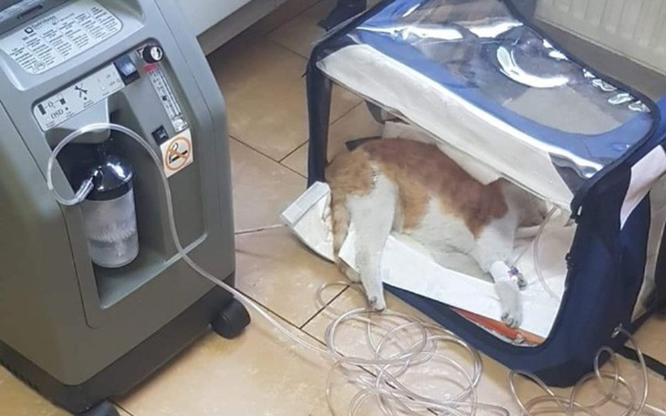 Zbiórka Ratujemy kotkę - zdjęcie główne