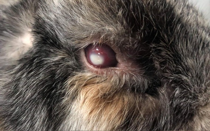 Zbiórka Ratowanie oczka - zdjęcie główne