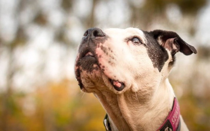 Zbiórka Na operację astki Balbinki - zdjęcie główne