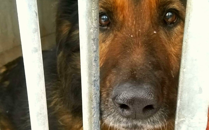 Zbiórka Nasze pocieszne pieski - zdjęcie główne