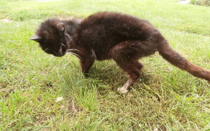Zbiórka Dla zaglodzonej Miśki - zdjęcie główne