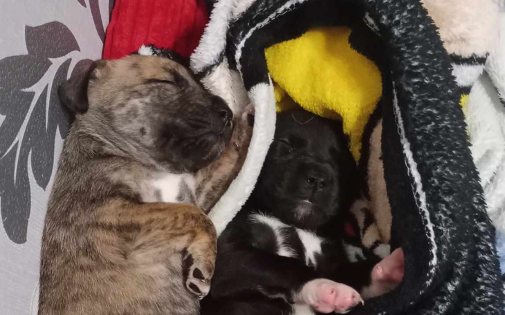 Zbiórka Pieski w potrzebie - zdjęcie główne