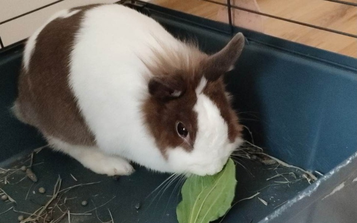 Zbiórka Wycięcie nowotworu - zdjęcie główne