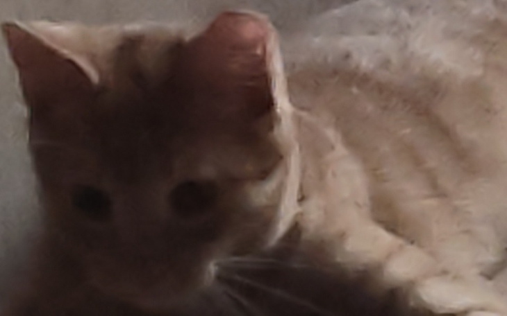 Rudy kot leżący na podłodze, częściowo w cieniu.