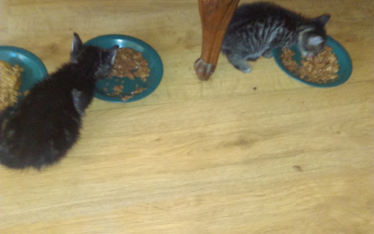 Zbiórka Urodzinowa zbiórka dla kociaków - zdjęcie główne