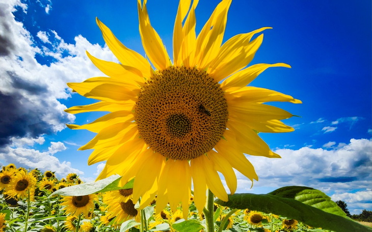 Zbiórka Na wymarzony Aparat fotograficzn - zdjęcie główne