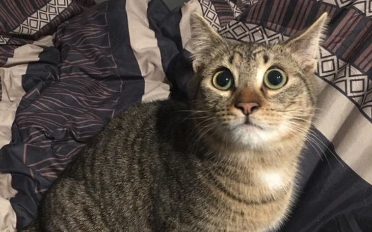 Kot siedzący na pościeli, z dużymi oczami i ciekawym wyrazem twarzy.