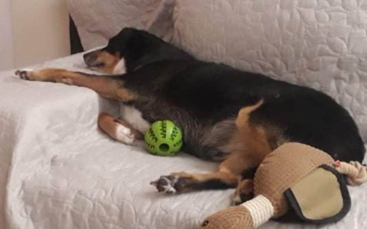 Zbiórka Pilna Tomografia Saszy - zdjęcie główne